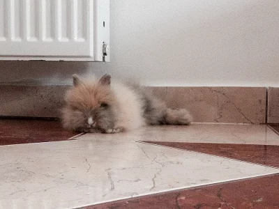 Zakrslý teddy králíček